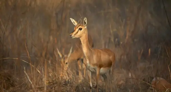 Simbolisme de la gasela