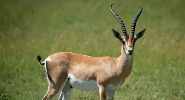 Subvencions Gazelle Totem, Somnis i Missatges