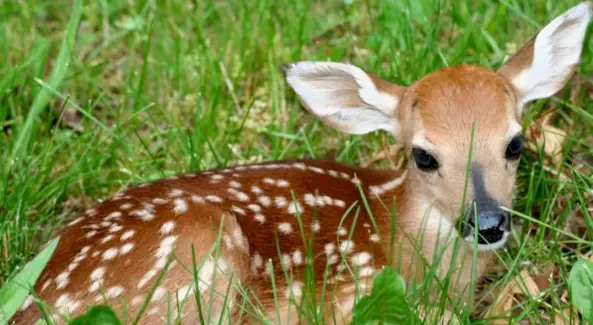 Simbolismo do cervo, significado do cervo, totem do cervo, sonho do cervo e mensagens