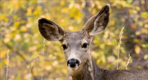Totem de cervo-mula, sonho de cervo e mensagens