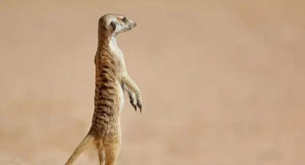 Surikata symbolika, sny a poselství