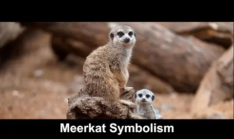 Přehrávač YouTube