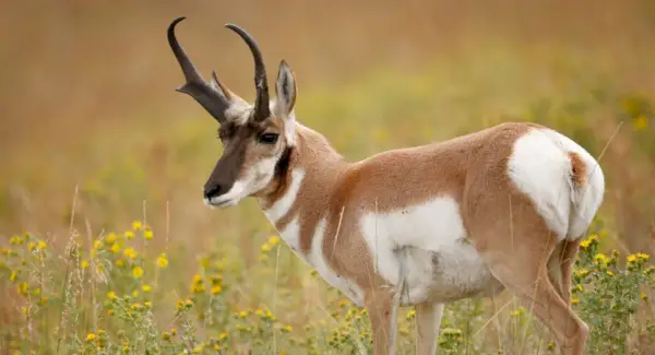 Simbolismo do antílope, sonho do antílope