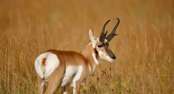 Totem do antílope, significado do antílope e mensagens