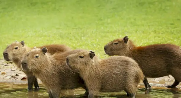 Tòtem Capybara, Somnis i Missatges