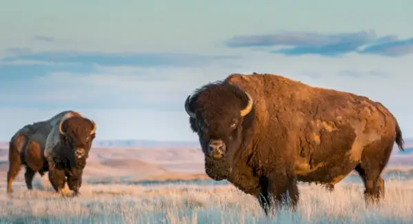Buivolo simbolika, buivolo reikšmė
