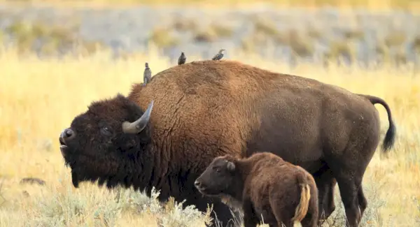 „Buffalo Totem“, „Buffalo Dream“, „Žinutės“, „Keturių krypčių skaitymas“.