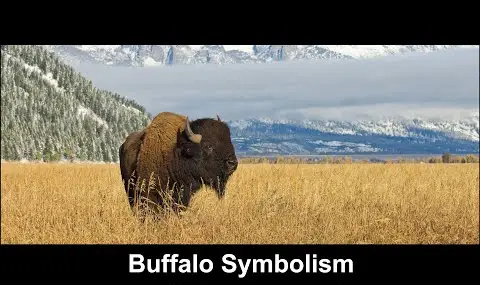 „YouTube“ grotuvas