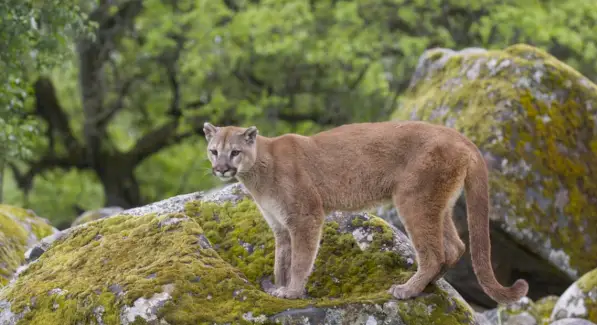 Puma, veľké mačky, symbolika pumy, význam pumy, totem pumy, sen pumy a správy