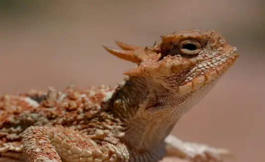 Lagarto com chifres, réptil, Spirit-Animals.com, Simbolismo do lagarto, Significado do lagarto, Totem do lagarto, Sonho do lagarto, Mensagens