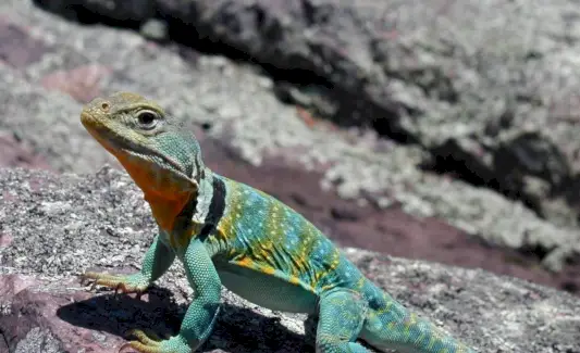 Lagarto de colarinho, réptil, Spirit-Animals.com, Simbolismo do lagarto, Significado do lagarto, Totem do lagarto, Sonho do lagarto, Mensagens