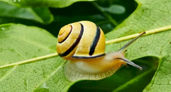 Simbolismo do Caracol, Significado do Caracol