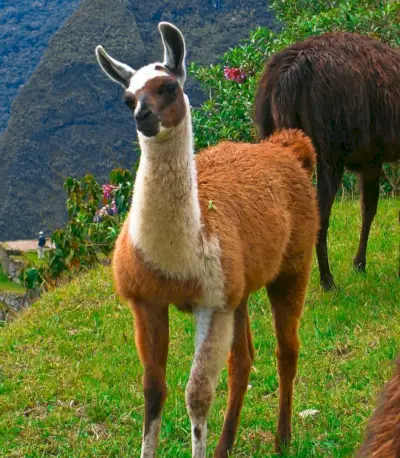 Lama-symboliek, lama-betekenis, lama-totem, lama-droom en berichten