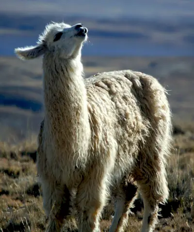 Lama-symboliek, lama-betekenis, lama-totem, lama-droom en berichten