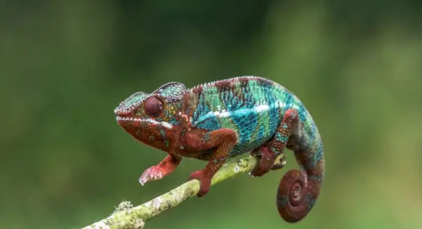 Simbolismo do Camaleão, Significado do Camaleão, Totem do Camaleão, Sonho do Camaleão, Mensagens