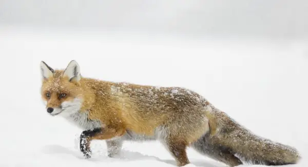 Fox Totem, Fox Dream e Mensagens