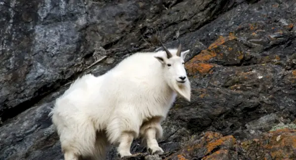 Simbolismo da cabra montesa