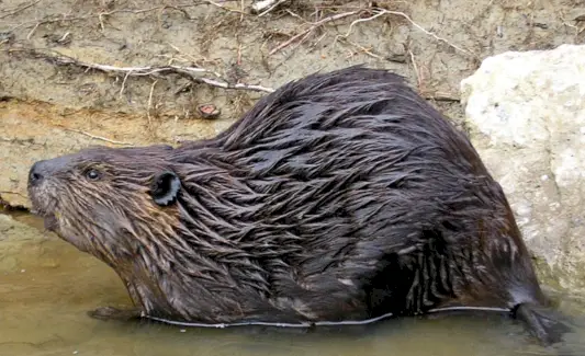 Bobr, Savci, Zvířecí Poselství a Totemy, Bobří symbolika, Význam Bobrů, Bobří Totem, Zvíře s duchem bobra, Sen bobra