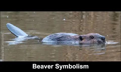 Přehrávač YouTube