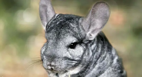 Totem činčily, sny a zprávy