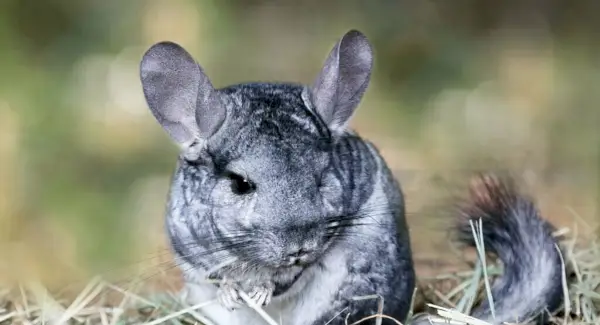 Symbolika činčily, sny a poselství