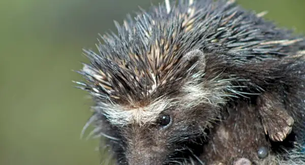 Tòtem de l'eriçó, Somni d'eriçó i Missatges
