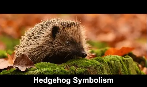 Reproductor de YouTube