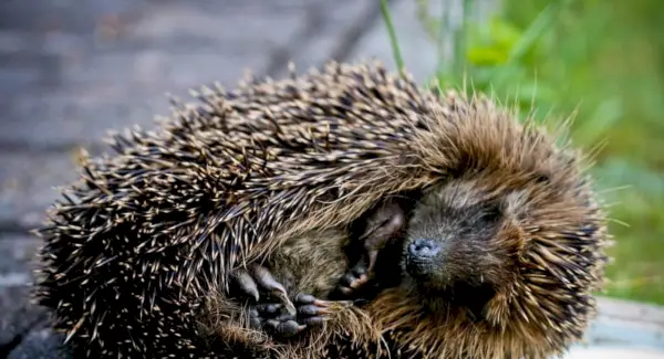 Significat de l'eriçó
