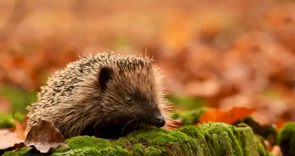Simbolisme de l'eriçó