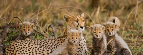 Cheetah Totem, Cheetah Dream, Meddelanden