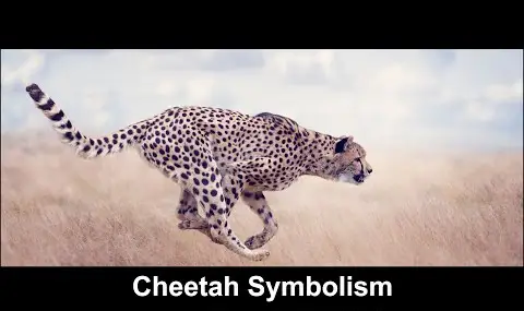 Gepard symbolism