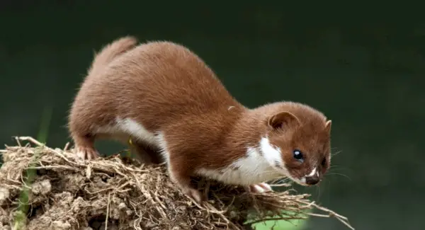 Simbolisme, somnis i missatges de la mostela