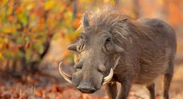 Totem do Javali, Sonho do Javali e Mensagens