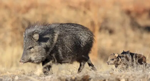 Significado de Javali