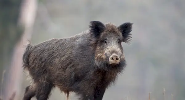 Simbolismo do Javali