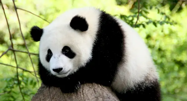 Simbolismo do Panda, Significado do Panda, Totem do Panda, Sonho do Panda, Mensagens