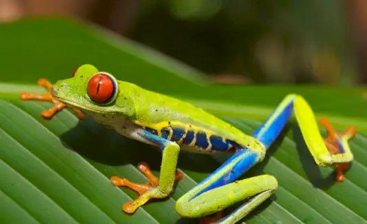 Tòtems de granota d'ulls vermells