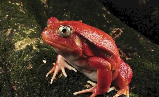 Simbolisme de la granota