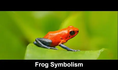 Reproductor de YouTube