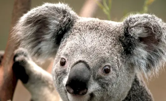 Koala svajonė ir pranešimai