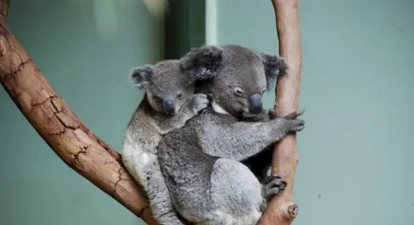 Koala simbolika