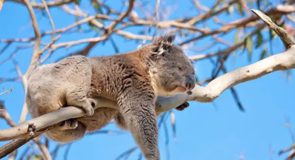 Koala Totemas, Koala Dream