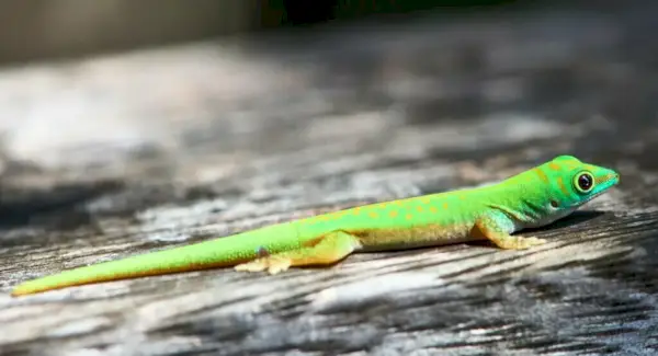 Simbolismo da lagartixa verde
