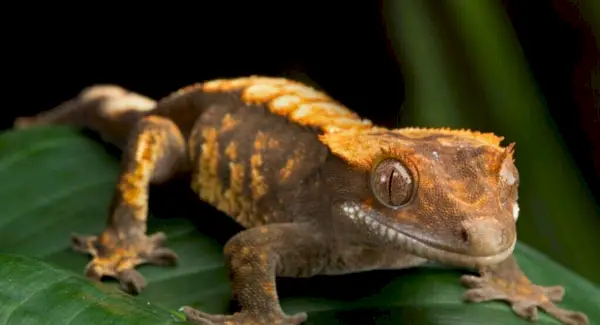 Simbolismo, sonhos e mensagens da lagartixa