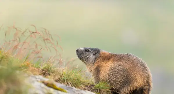 Groundhog Totem, Groundhog Dream a Messages