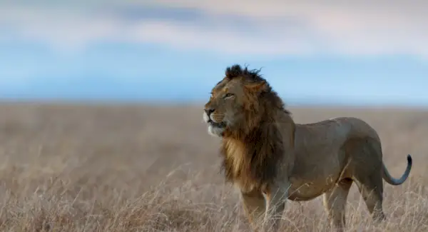 Löwensymbolik, Löwenbedeutung, Löwentotem, Löwentraum, Botschaften