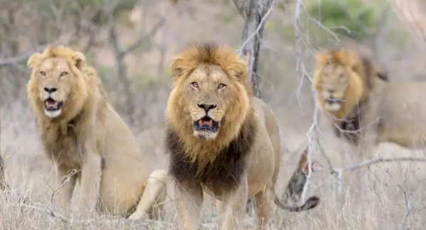 Löwensymbolik, Löwenbedeutung, Löwentotem, Löwentraum, Botschaften