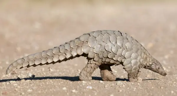 Pangolino simbolika, totemas, sapnai ir pranešimai