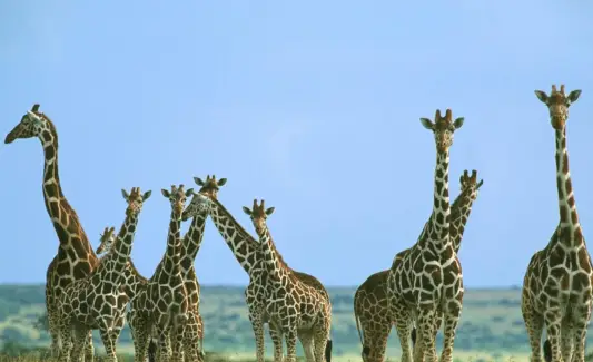 Žirafos simbolika, žirafos reikšmė, žirafos totemas, žirafos sapnas ir pranešimai