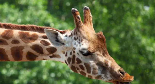 Žirafos simbolika, žirafos reikšmė, žirafos totemas, žirafos sapnas ir pranešimai